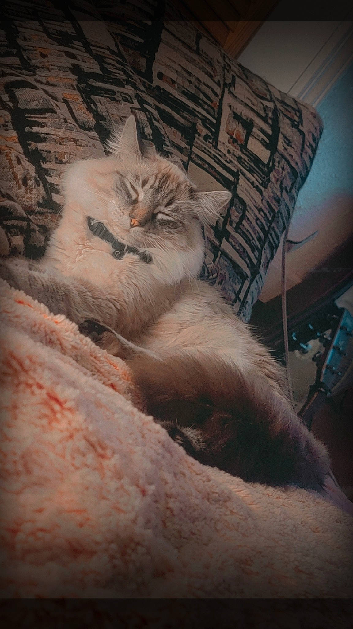 Onyx joined the competition — help win amazing prizes! carnivore, cat, claw, cloud, comfort, domestic_short_haired_cat, felidae, freezing, fur, grey, paw, sky, small_to_medium_sized_cats, tail, textile, tints_and_shades, whiskers, window, winter, wood