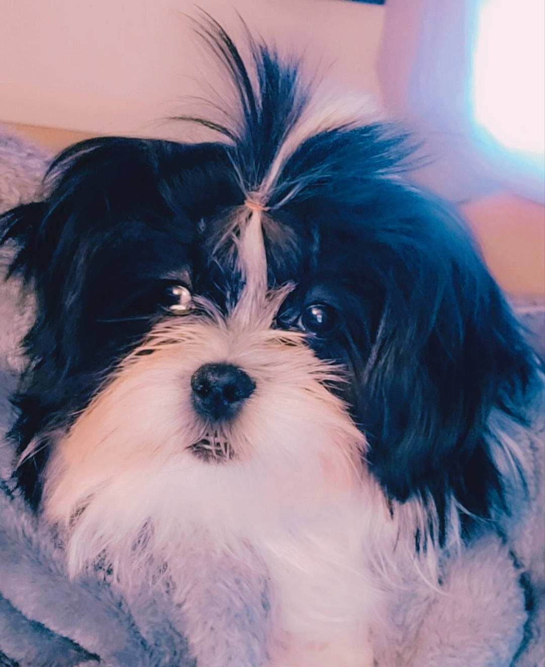 Chloe joined the competition — help win amazing prizes! canidae, carnivore, cloud, companion_dog, dog, dog_breed, electric_blue, eye, fur, liver, maltepoo, non_sporting_group, puppy, small_terrier, snout, sporting_group, terrestrial_animal, terrier, toy_dog, working_animal