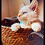 animal, basket, blue_eyes, cat, close_up, curious, cute, domestic, feline, fluffy, indoor, kitten, paws, pet, portrait, small_animal, soft_light, whiskers, woven_basket, young