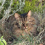 Billy a rejoint le concours — aidez-le/la à gagner de superbes lots ! cat, tabby, fluffy, green_eyes, herbs, grass, outdoor, nature, wild, camouflage, animal, feline, plant, bushes, closeup, mammal, eyes, fur, pet, sitting