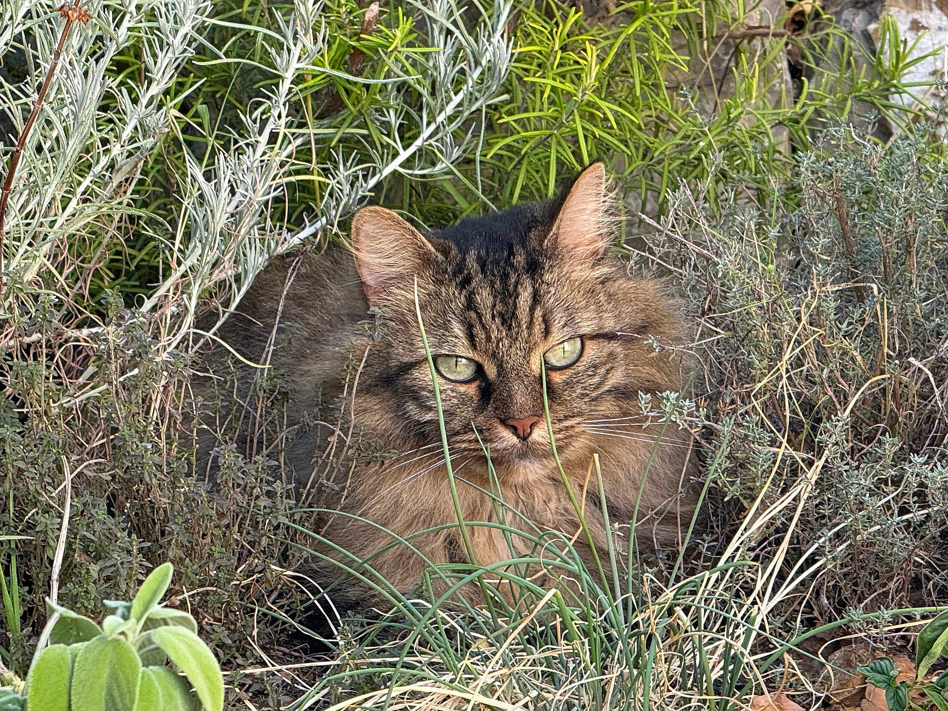 Billy a rejoint le concours — aidez-le/la à gagner de superbes lots ! cat, tabby, fluffy, green_eyes, herbs, grass, outdoor, nature, wild, camouflage, animal, feline, plant, bushes, closeup, mammal, eyes, fur, pet, sitting