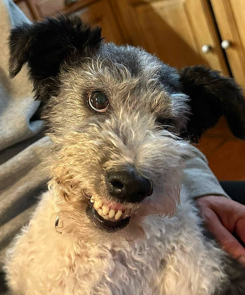 Milou a rejoint le concours — aidez-le/la à gagner de superbes lots ! canidae, carnivore, collar, companion_dog, dog, dog_breed, dog_collar, fur, non_sporting_group, schnauzer, small_terrier, snout, sporting_group, standard_schnauzer, terrestrial_animal, terrier, toy_dog, welsh_terrier, working_animal