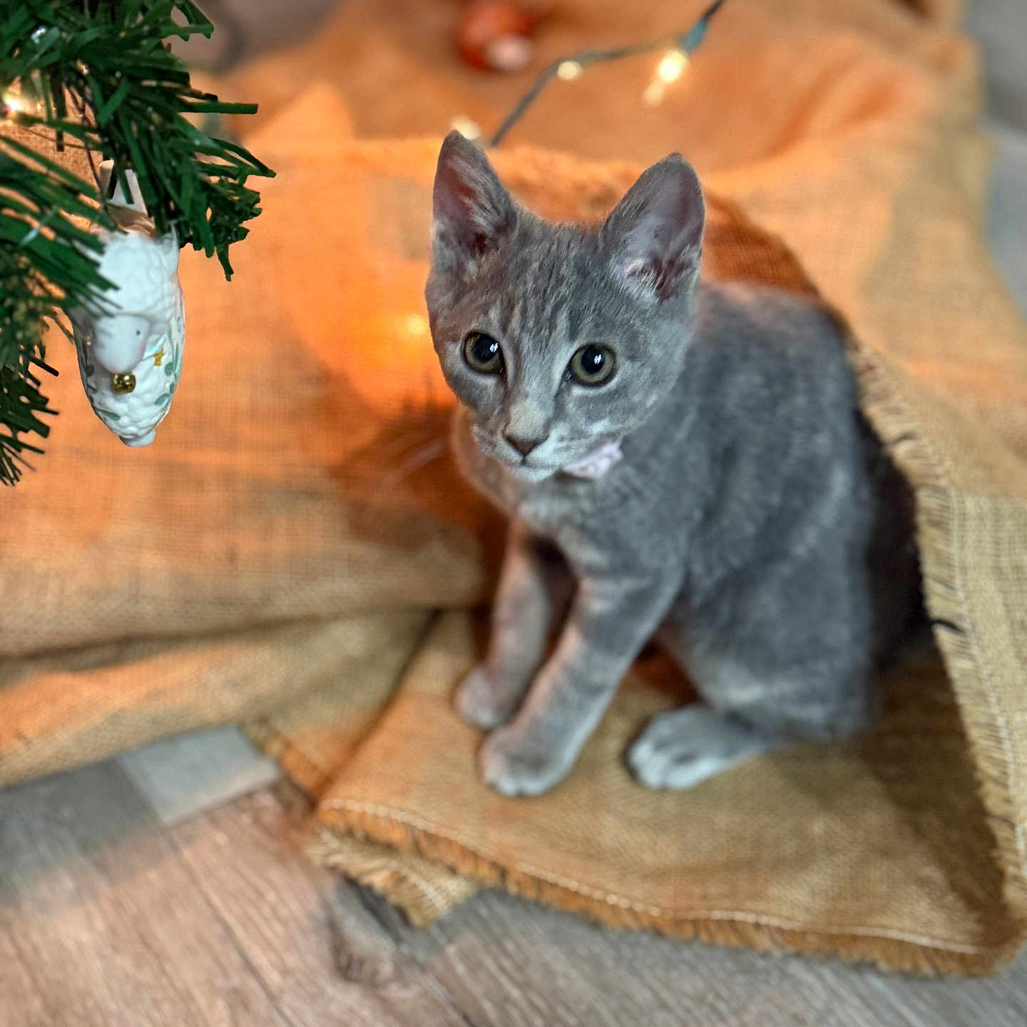 Willow Biscuits is registered to the contest to win money with this photo: abyssinian, animal, cat, conifer, fir, flower, flowerarrangement, hardwood, homedecor, kitten, leaf, linen, manx, pet, plant, plywood, pottedplant, slate, tree, wood