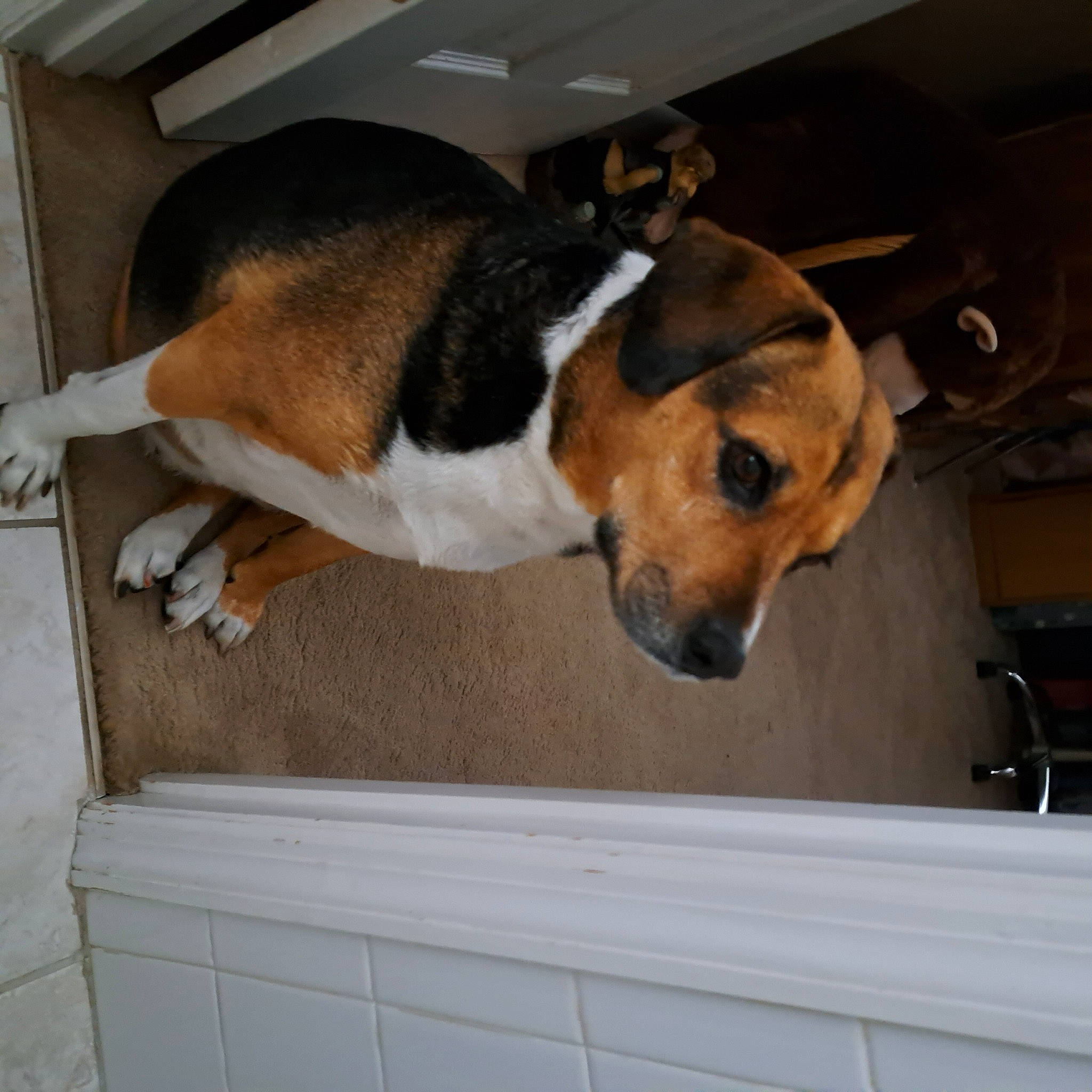 Stella is registered to the contest to win money with this photo: beagle, beaglier, canidae, carnivore, comfort, companion_dog, dog, dog_breed, fawn, hardwood, paw, pet_supply, puppy, scent_hound, snout, sporting_group, tail, windshield, wood, working_animal