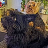 Filou a rejoint le concours — aidez-le/la à gagner de superbes lots ! affenpinscher, animal, canine, cockerspaniel, couch, dog, dogbed, furniture, jar, pet, plant, planter, poodle, pottedplant, pottery, puppy, terrier, vase, whitedog