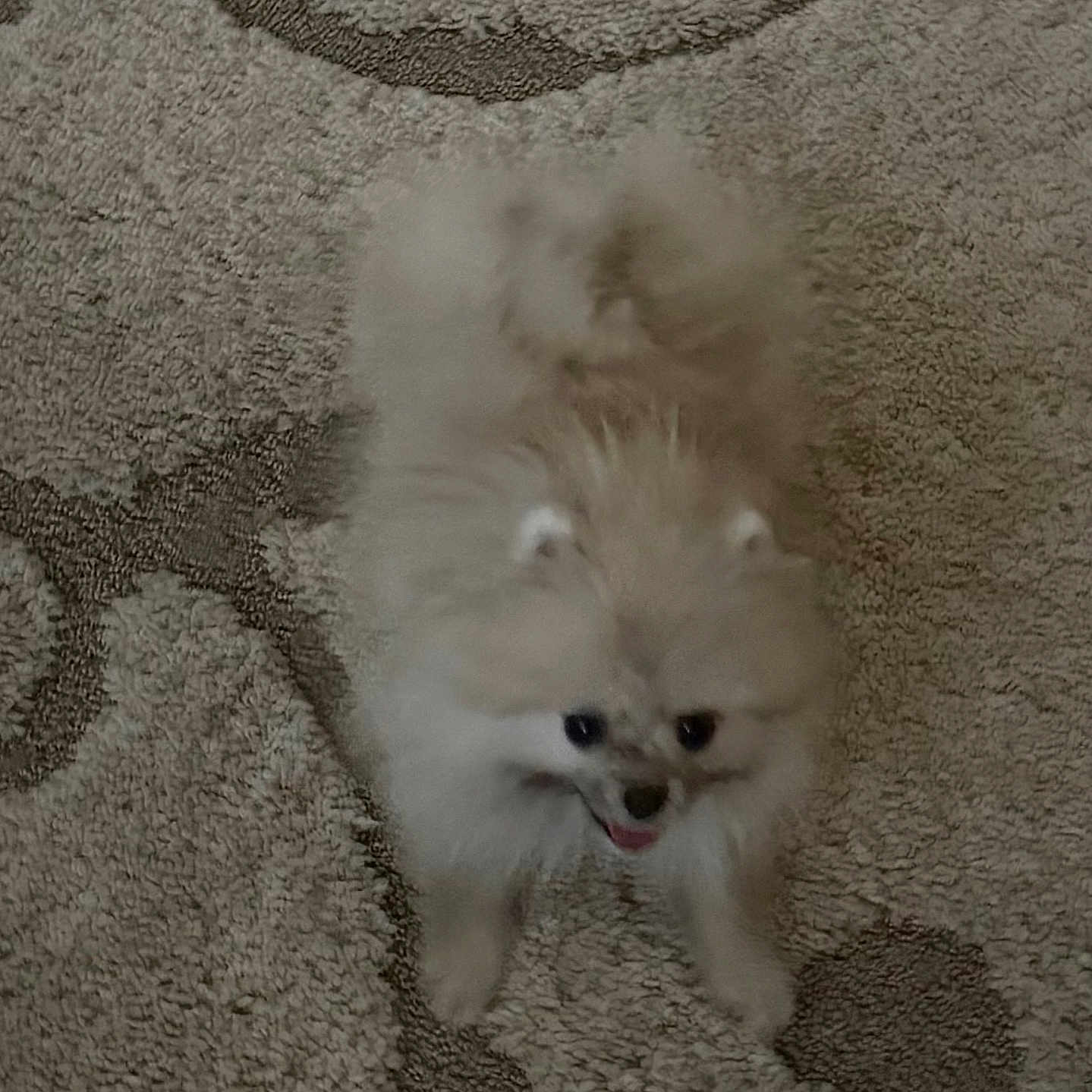 Lulu joined the competition — help win amazing prizes! animal, carpet, companion, cute, dog, domestic, fluffy, fur, happy, indoor, light_brown, looking_up, mammal, pet, playful, pomeranian, small_dog, smiling, standing, texture