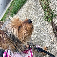 Brooklyn joined the competition — help win amazing prizes! animal, canine, close_up, collar, colorful, daylight, dog, fur, grass, harness, leash, nature, outdoor, pavement, pet, pink, sidewalk, sitting, small_dog, yorkshire_terrier