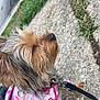 animal, canine, close_up, collar, colorful, daylight, dog, fur, grass, harness, leash, nature, outdoor, pavement, pet, pink, sidewalk, sitting, small_dog, yorkshire_terrier