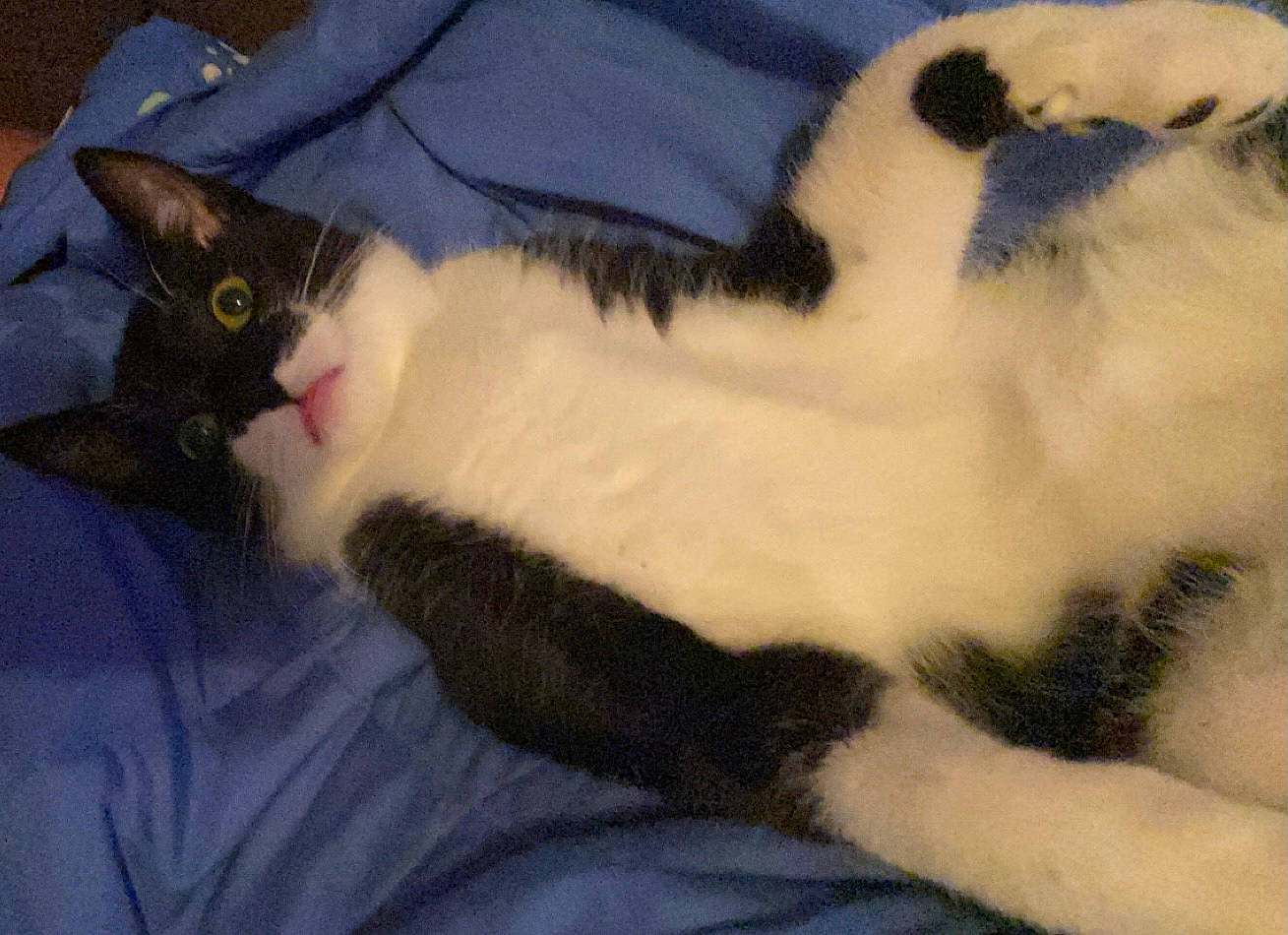 Kreacher joined the competition — help win amazing prizes! carnivore, cat, claw, comfort, domestic_short_haired_cat, felidae, fur, lap, paw, small_to_medium_sized_cats, snout, tail, terrestrial_animal, whiskers