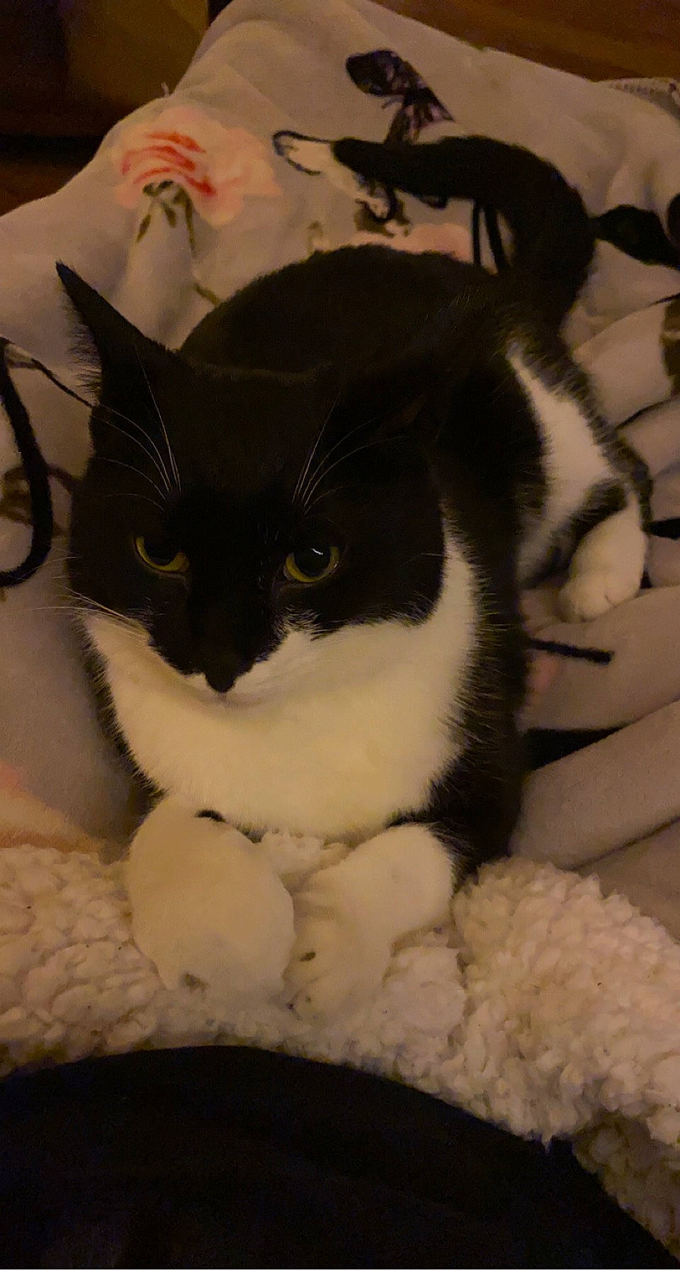 Kreacher joined the competition — help win amazing prizes! carnivore, cat, comfort, domestic_short_haired_cat, felidae, foot, fur, hair, leg, paw, small_to_medium_sized_cats, snout, tail, terrestrial_animal, whiskers, window