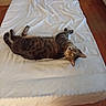 Tigrou participe au concours pour gagner de l'argent avec cette photo : animal, bed, cat, cozy, curious, domestic, floor, furniture, home, indoor, looking_at_camera, pet, pillow, quiet, relaxed, resting, sleeping_area, tabby_cat, white_sheet, wooden_floor