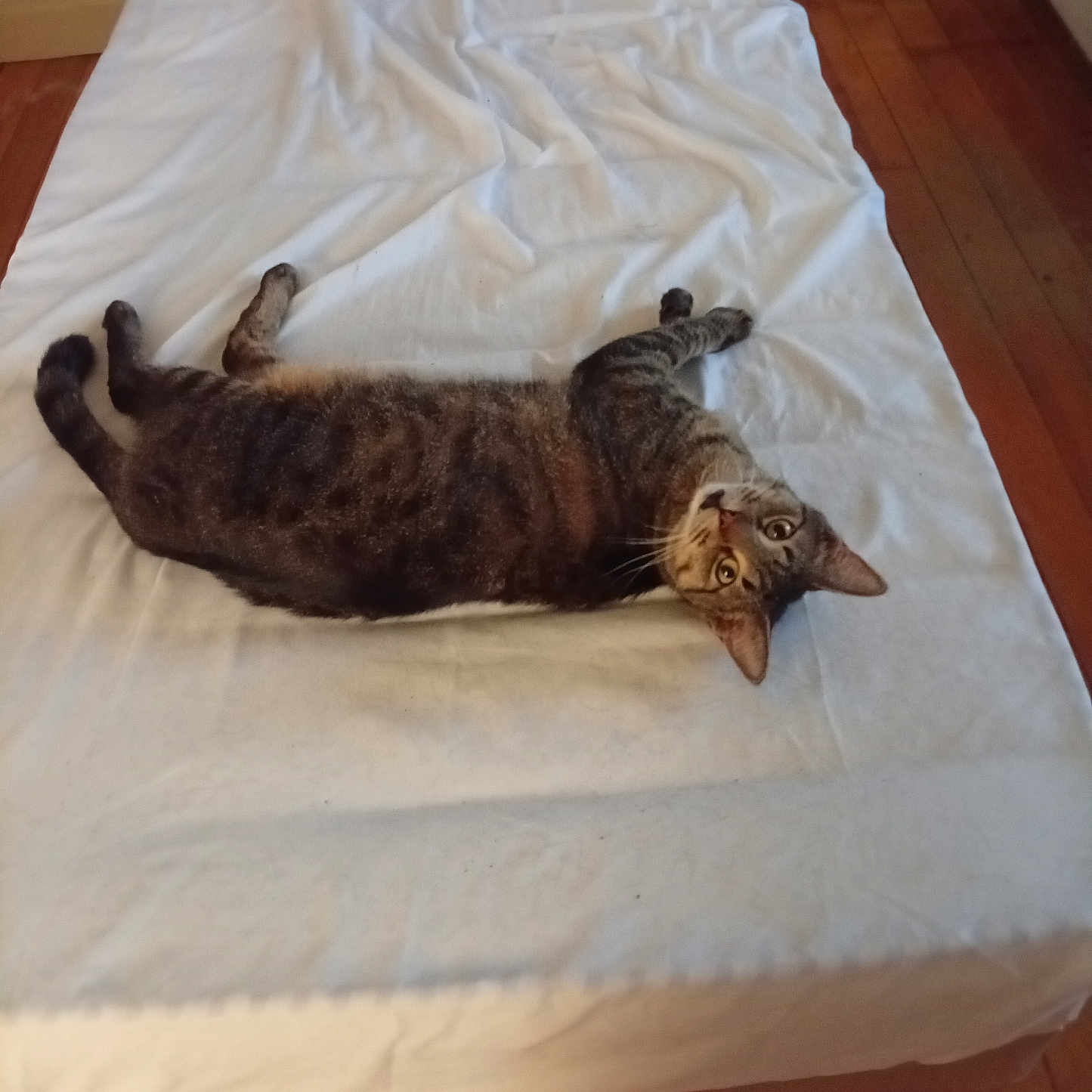 Tigrou