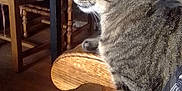 Tigrou participe au concours pour gagner de l'argent avec cette photo : cat, tabby_cat, indoor, furniture, chair, table, tablecloth, pattern, cushion, wood, pet, animal, looking, side_view, domestic, cozy, home, floor, fur, relaxed