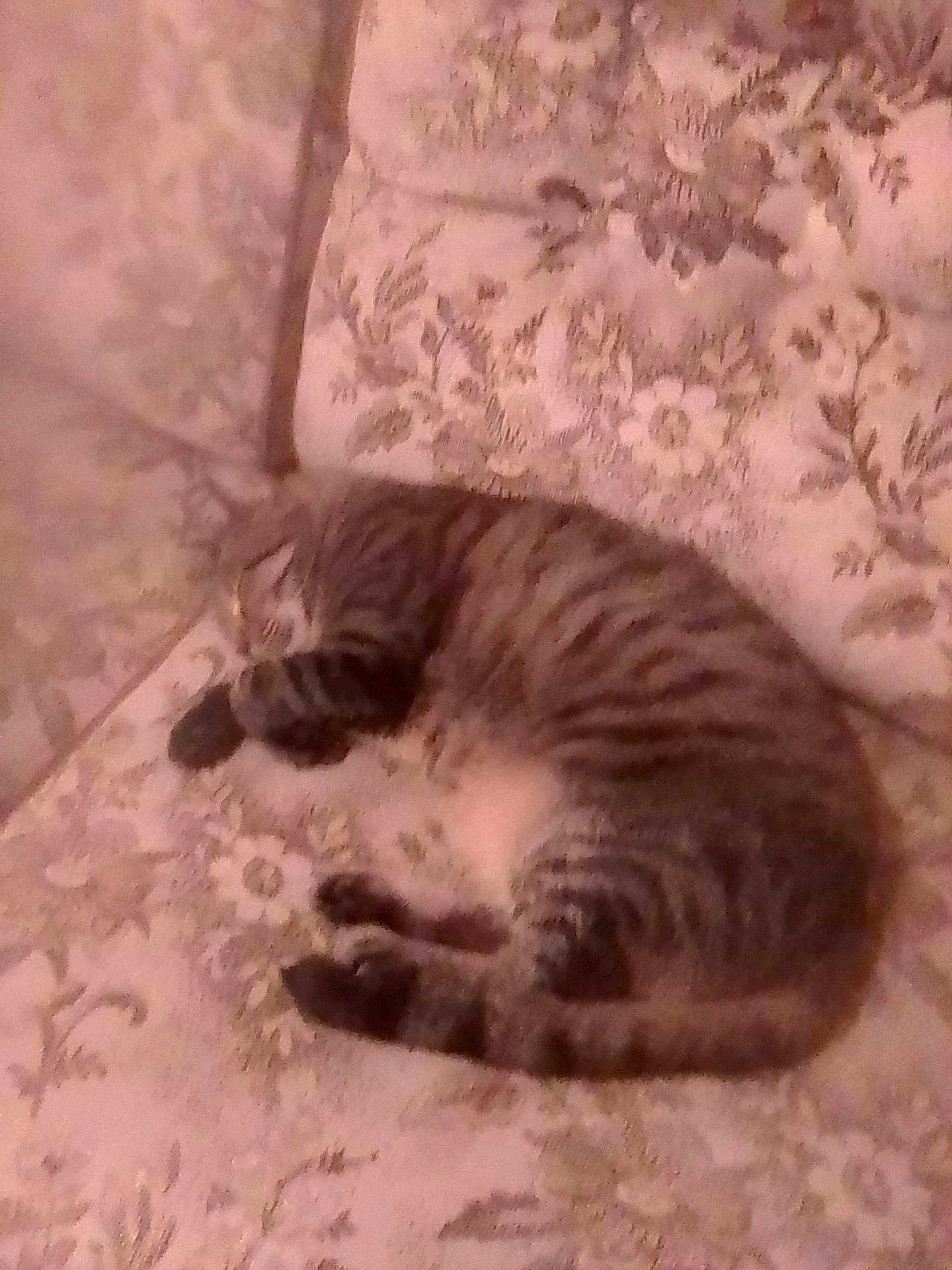 Tigrou participe au concours pour gagner de l'argent avec cette photo : cat, tabby, sleeping, couch, floral_pattern, striped, pet, indoor, cozy, feline, resting, blurred, comfort, home, animal, fur, relaxation, soft, curled_up, nap