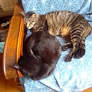 Enya a rejoint le concours — aidez-le/la à gagner de superbes lots ! animal, black_cat, cat, cats, chair, cozy, cuddling, curled_up, cushion, feline, fur, indoor, paws, pets, resting, sleeping, sleepy, tabby_cat, whiskers, wooden_furniture