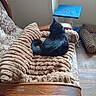 Enya a rejoint le concours — aidez-le/la à gagner de superbes lots ! animal, black_cat, black_fur, blanket, blue, cat, cat_tree, couch, cozy, cushion, furniture, indoors, living_room, pet, plush, portrait, sitting, sofa, tail, wooden_floor