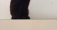 Enya a rejoint le concours — aidez-le/la à gagner de superbes lots ! animal, black_cat, black_fur, cat, feline, fluffy, fur, golden_eye, indoor, ledge, pet, pointed_ears, portrait, profile, quiet, side_view, sitting, tail_hidden, wall, whiskers
