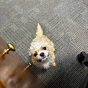 Rick joined the competition — help win amazing prizes! dog, small_dog, curly_fur, puppy, looking_up, carpet, floor, wood_furniture, drawer_knob, indoor, pet, cute, adorable, brown, white, black_eyes, tail, curious, animal, companion