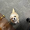 dog, small_dog, curly_fur, puppy, looking_up, carpet, floor, wood_furniture, drawer_knob, indoor, pet, cute, adorable, brown, white, black_eyes, tail, curious, animal, companion