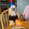 Rick joined the competition — help win amazing prizes! dog, birthday, party_hat, candle, cookie, table, chair, kitchen, person, celebration, pet, brown_fur, black_shirt, wooden_furniture, indoor, happy, closed_eyes, cute, small_dog, first_birthday