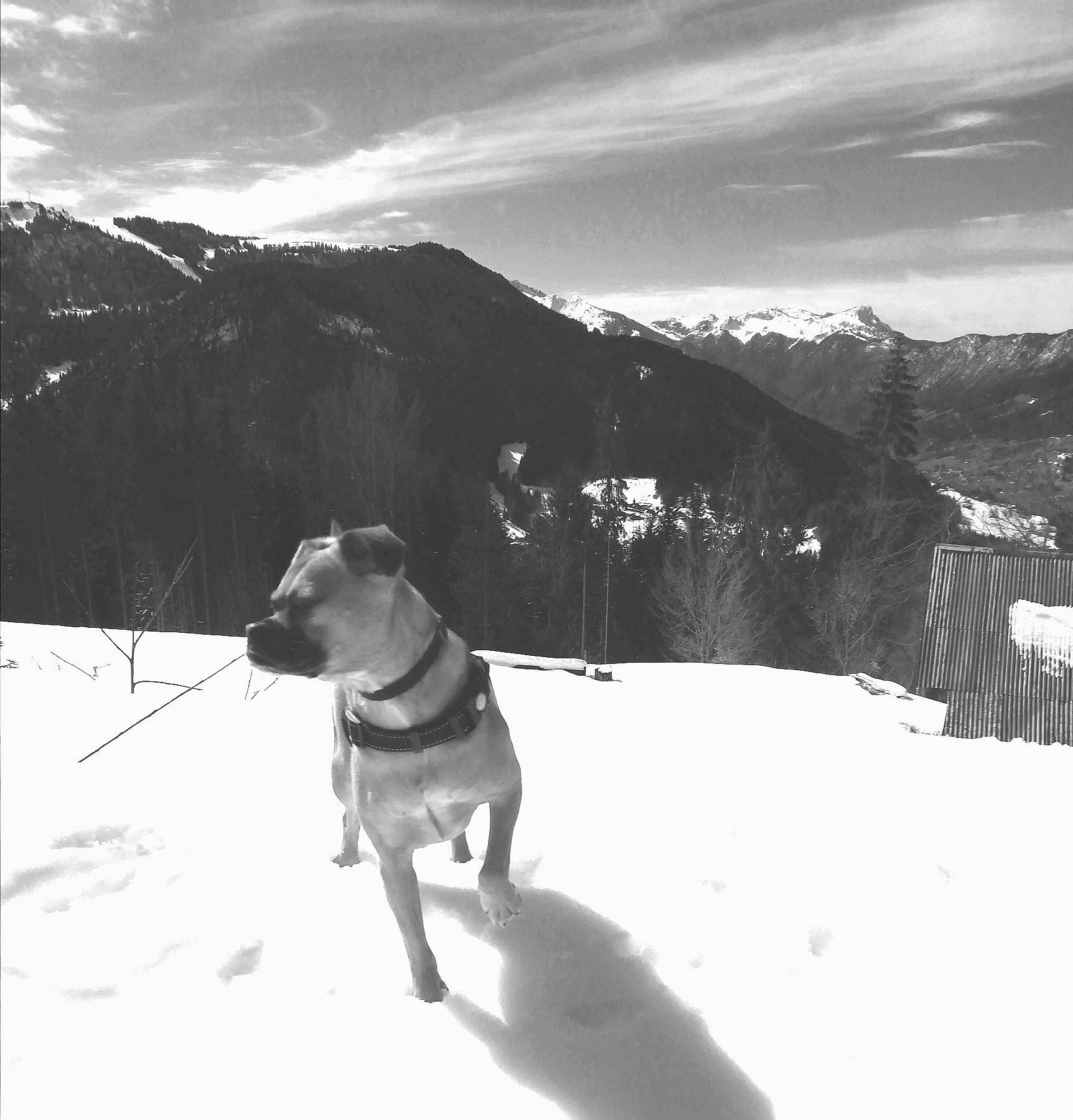 Dory a rejoint le concours — aidez-le/la à gagner de superbes lots ! adventure, black_and_white, canidae, carnivore, dog, dog_breed, geological_phenomenon, guard_dog, hunting_dog, labrador_retriever, monochrome, mountain, mountain_range, snow, sporting_group, stock_photography, tree, weimaraner, winter, working_dog