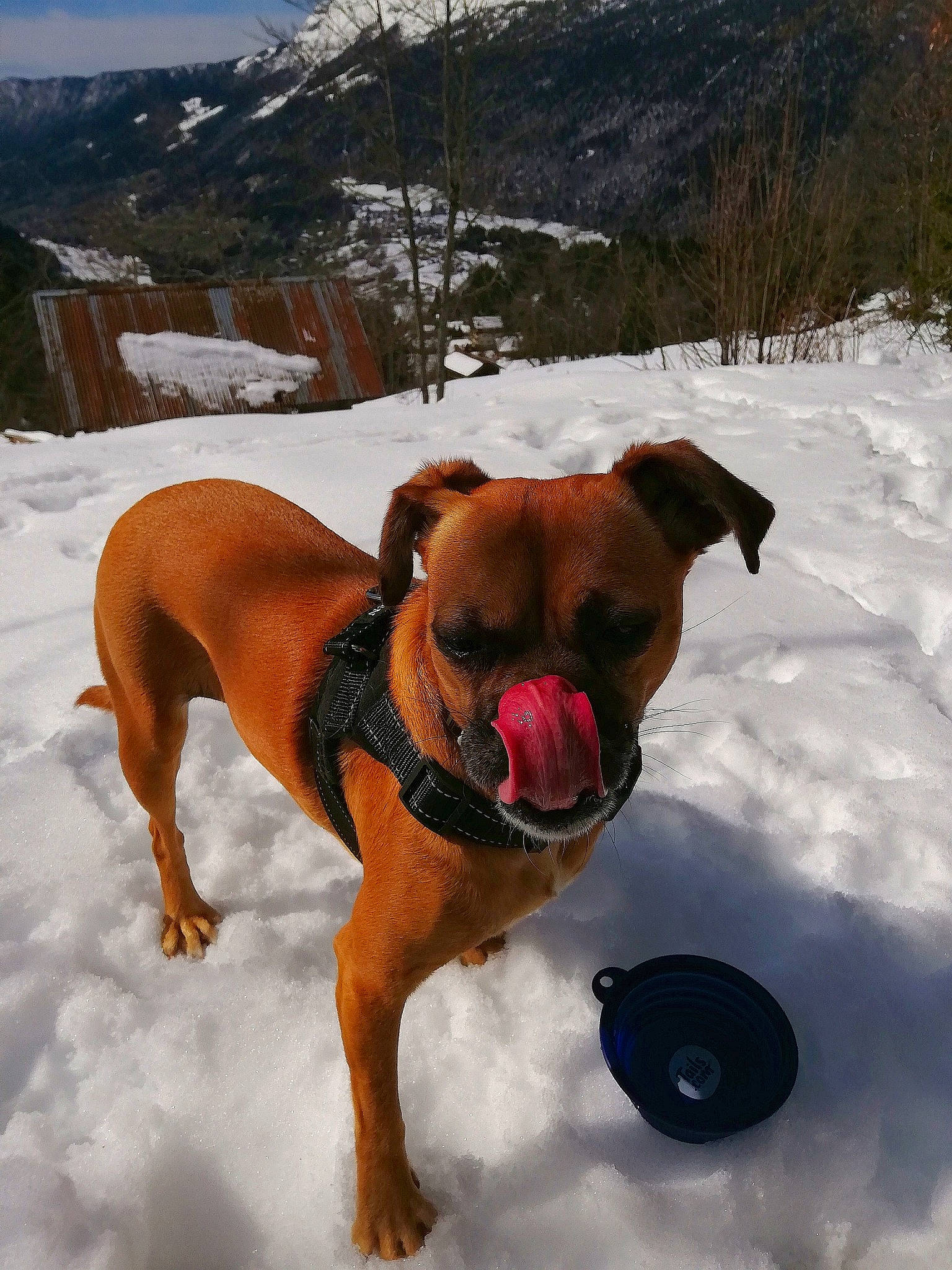 Dory participe au concours pour gagner de l'argent avec cette photo : adventure, bullmastiff, canidae, carnivore, dog, dog_breed, fawn, mammal, rare_breed_dog, snout, snow, sporting_group, working_dog