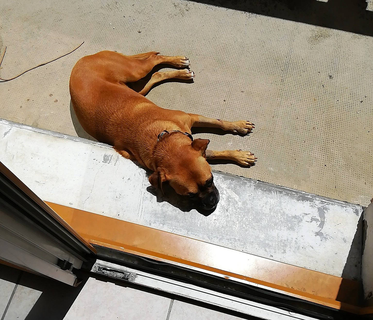 Dory participe au concours pour gagner de l'argent avec cette photo : black_mouth_cur, canidae, carnivore, dog, dog_breed, fawn, rhodesian_ridgeback