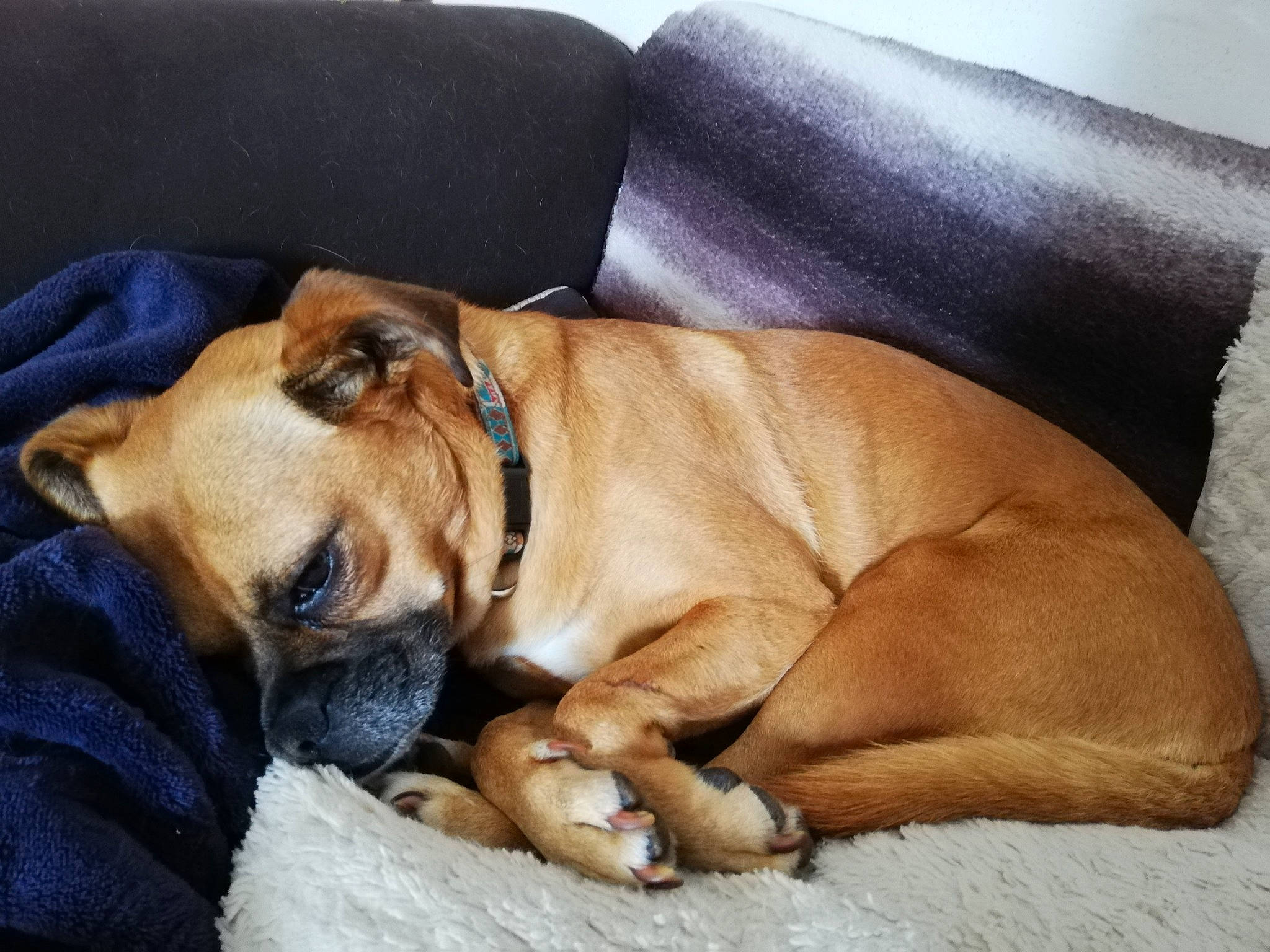 Dory participe au concours pour gagner de l'argent avec cette photo : black_mouth_cur, bullmastiff, canidae, carnivore, companion_dog, dog, dog_breed, fawn, mammal, nap, perro_de_presa_mallorquin, puppy_love, sleep, snout