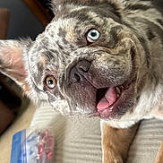 King joined the competition — help win amazing prizes! animal, background_blur, blue_eye, brown_eye, candid, canine, close_up, dog, domestic_animal, ears, fur, happy, heterochromia, indoor, mouth_open, pet, resting, snout, texture, tongue_out