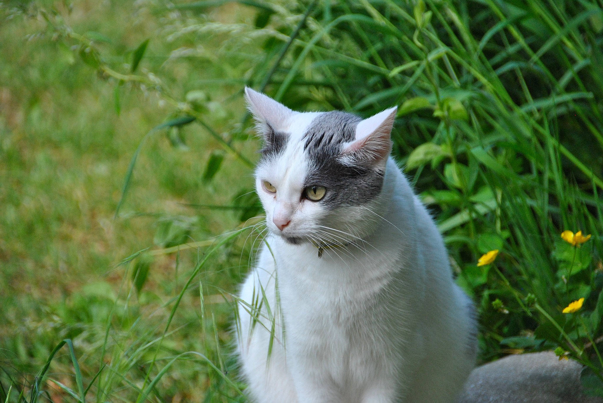 Caline a rejoint le concours — aidez-le/la à gagner de superbes lots ! carnivore, cat, domestic_short_haired_cat, fawn, felidae, flower, fur, grass, groundcover, herbaceous_plant, meadow, plant, shrub, small_to_medium_sized_cats, snout, tail, terrestrial_animal, tree, whiskers, wildlife