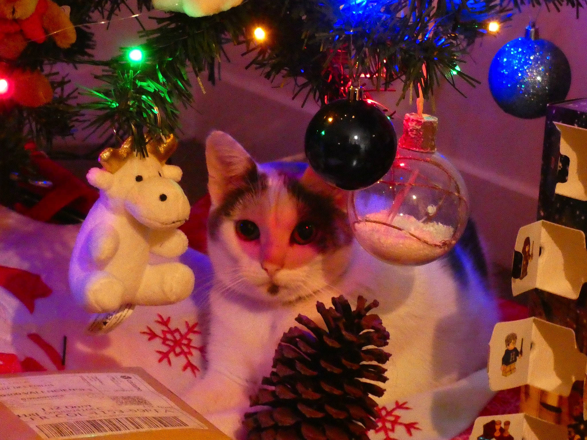 Caline a rejoint le concours — aidez-le/la à gagner de superbes lots ! blue, carnivore, cat, christmas_decoration, christmas_ornament, christmas_tree, decoration, evergreen, fawn, holiday_ornament, light, lighting, mammal, ornament, pink, plant, purple, toy, vertebrate, white