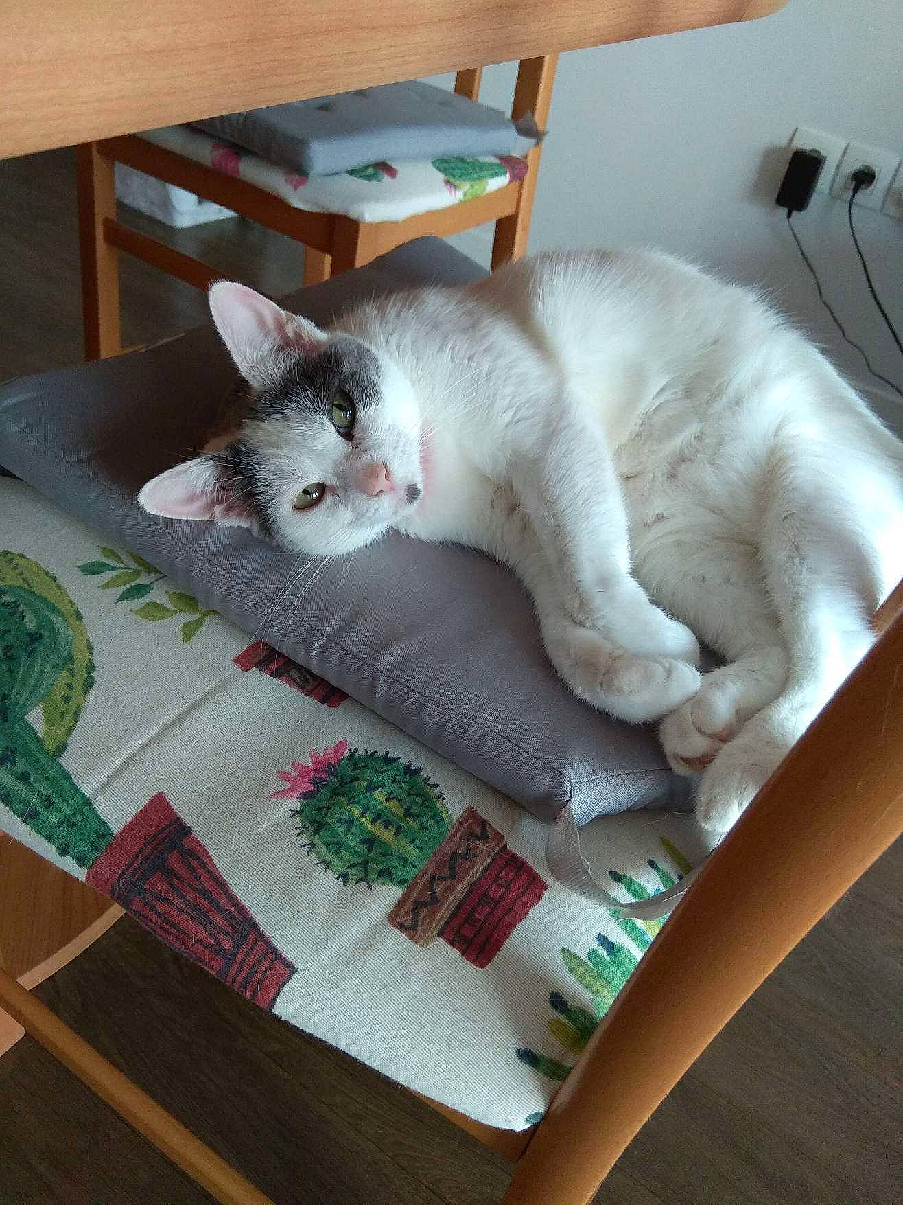 Caline participe au concours pour gagner de l'argent avec cette photo : carnivore, cat, cat_supply, chair, comfort, couch, domestic_short_haired_cat, fawn, felidae, fur, furniture, hardwood, nap, paw, pet_supply, small_to_medium_sized_cats, table, tail, whiskers, wood