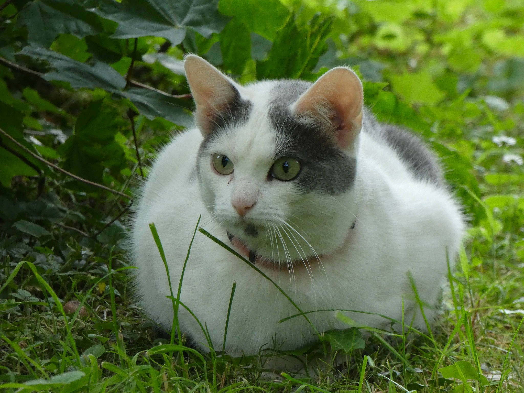 Caline a rejoint le concours — aidez-le/la à gagner de superbes lots ! art, carnivore, cat, collar, domestic_short_haired_cat, eye, felidae, fur, grass, groundcover, herb, plant, small_to_medium_sized_cats, snout, tail, terrestrial_animal, tree, whiskers, wildlife