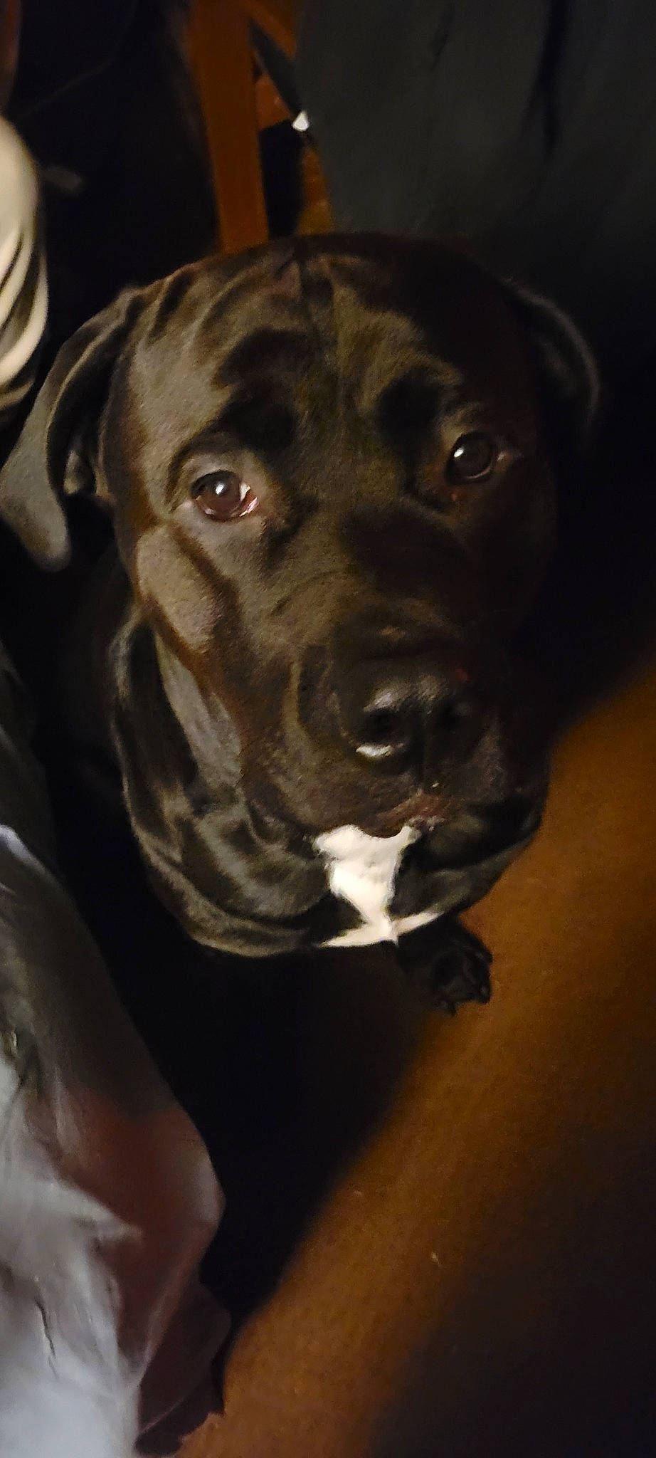 Semi is registered to the contest to win money with this photo: borador, canidae, carnivore, companion_dog, dog, dog_breed, dog_collar, fawn, fur, gun_dog, hunting_dog, liver, non_sporting_group, snout, sporting_group, whiskers, working_animal