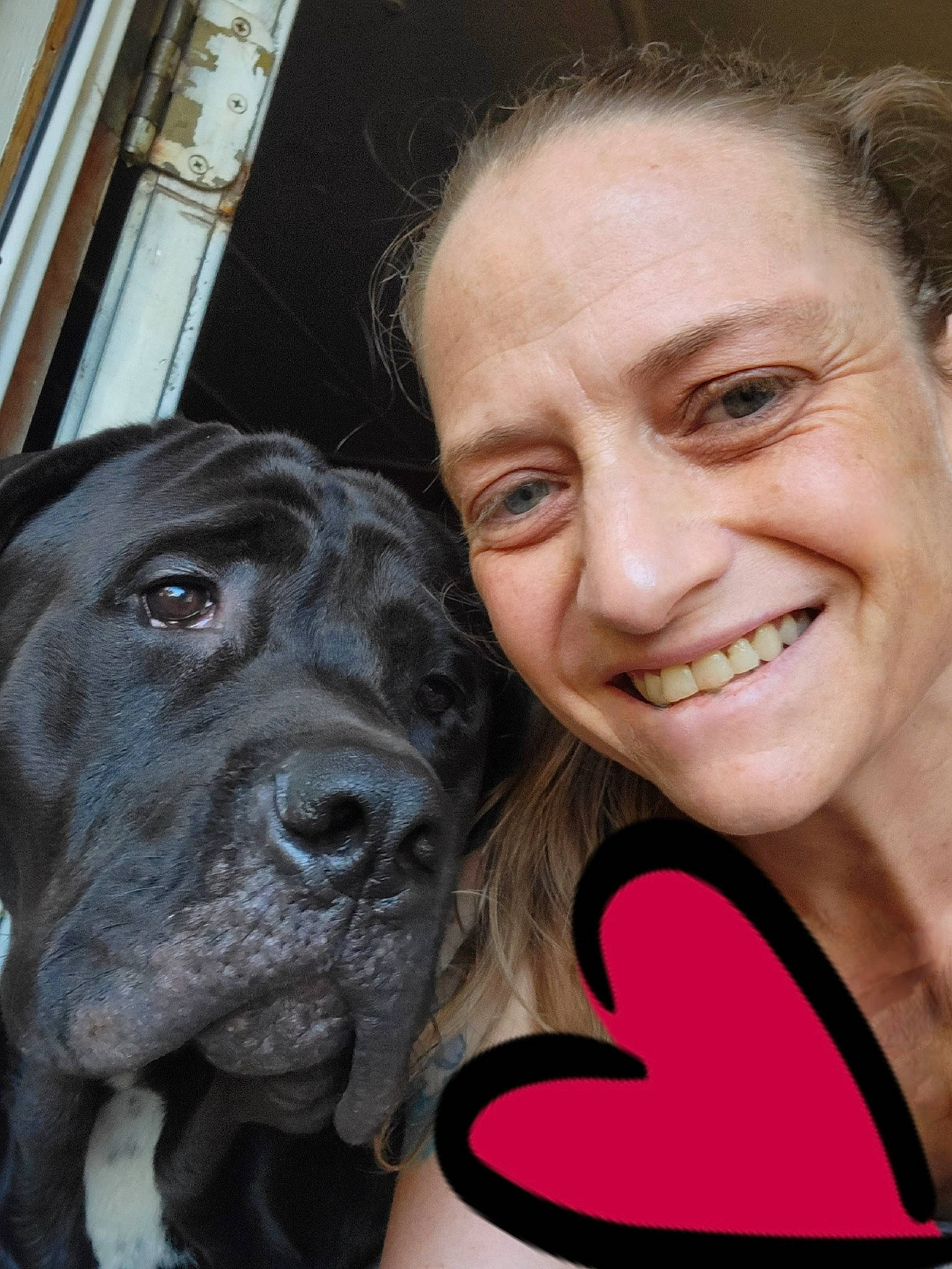 Semi joined the competition — help win amazing prizes! canidae, carnivore, companion_dog, dog, dog_breed, dog_collar, ear, eyelash, fawn, fur, gesture, giant_dog_breed, happy, liver, selfie, skin, smile, snout, sporting_group, wrinkle