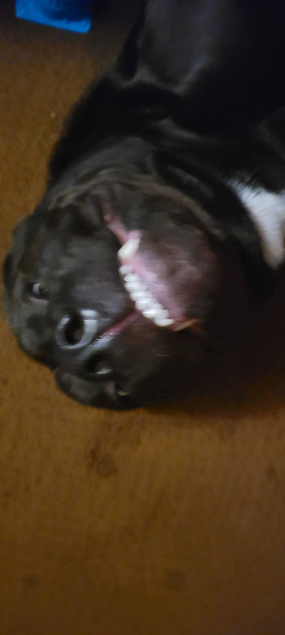 Semi is registered to the contest to win money with this photo: borador, canidae, carnivore, companion_dog, dog, dog_breed, fawn, felidae, fur, jaw, liver, paw, puppy, snout, sporting_group, tail, terrestrial_animal, whiskers, working_animal, wrinkle