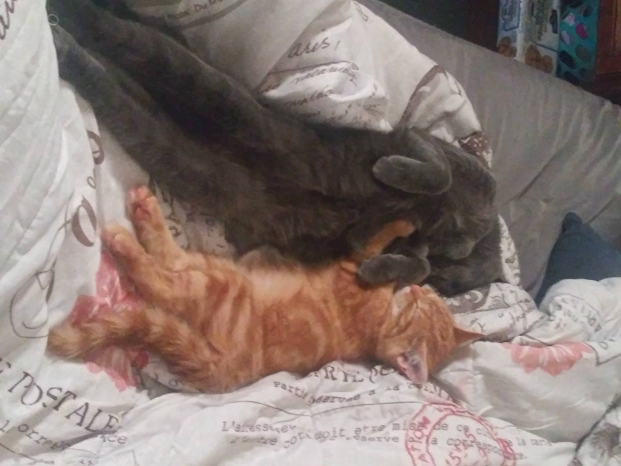 Benjamin joined the competition — help win amazing prizes! bed, bedding, carnivore, cat, claw, comfort, couch, domestic_short_haired_cat, duvet, fawn, felidae, fur, gesture, linens, liver, paw, small_to_medium_sized_cats, sporting_group, tail, whiskers