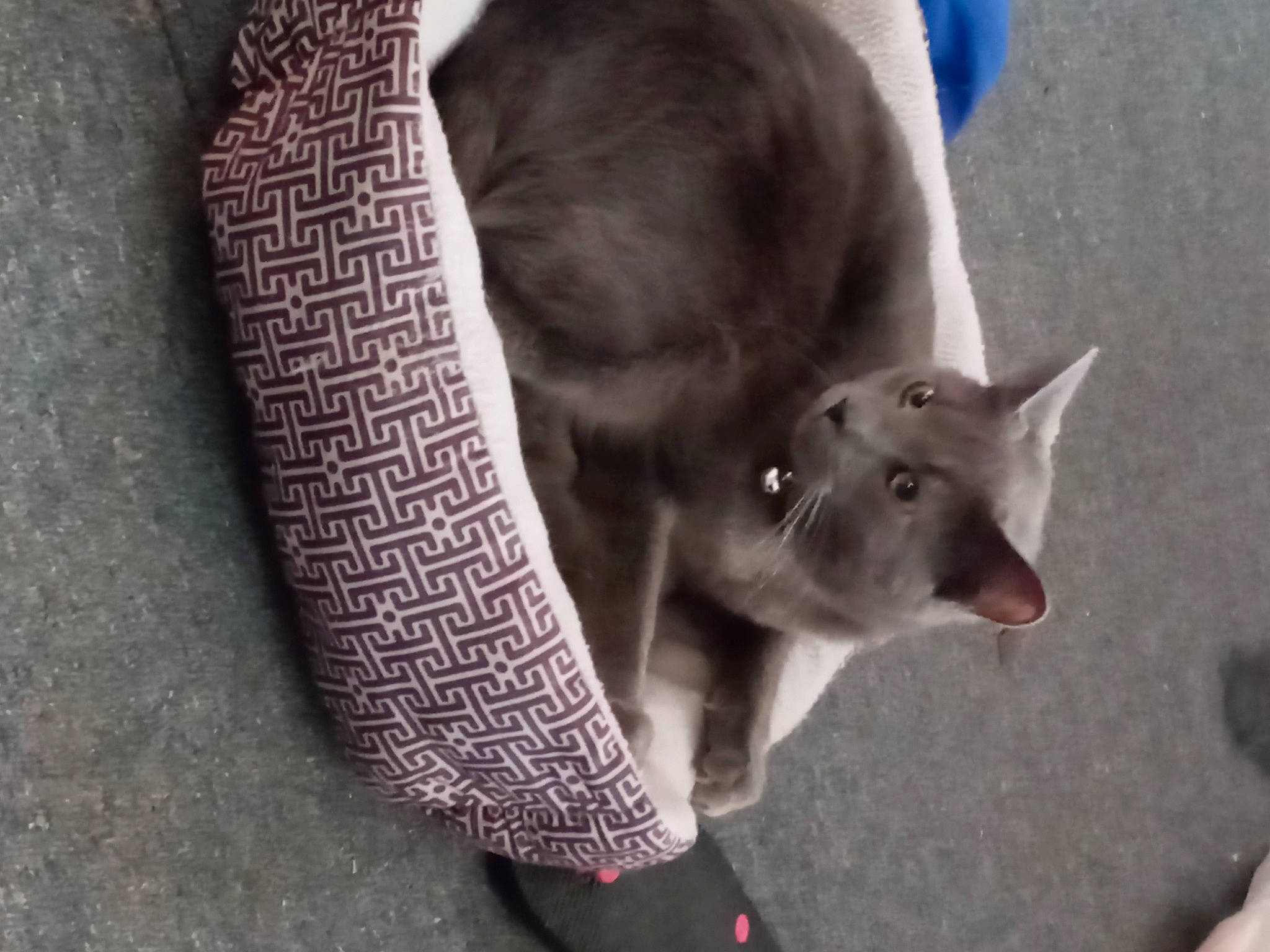 Benjamin joined the competition — help win amazing prizes! canidae, carnivore, collar, companion_dog, dog, dog_breed, domestic_short_haired_cat, fawn, felidae, fur, grey, human_leg, pet_supply, small_to_medium_sized_cats, snout, sporting_group, tail, terrestrial_animal, whiskers, working_animal