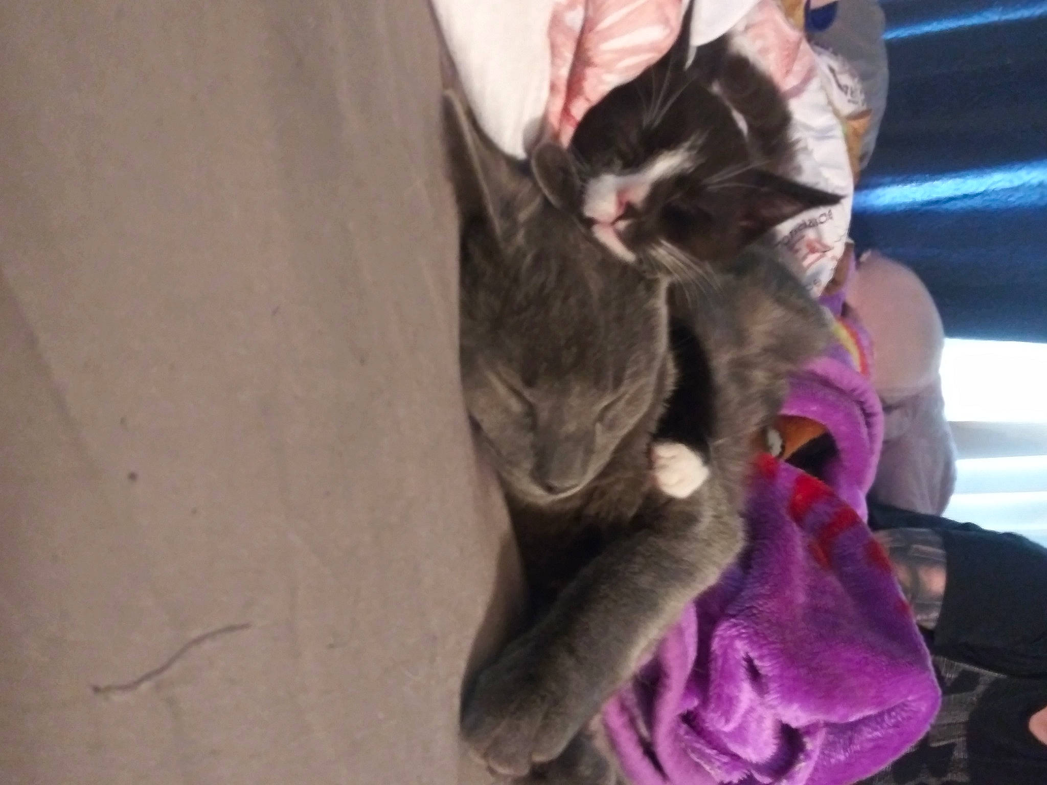 Benjamin is registered to the contest to win money with this photo: canidae, carnivore, cat, comfort, dog_breed, domestic_short_haired_cat, ear, felidae, fur, gesture, magenta, mammal, plant, purple, small_to_medium_sized_cats, snout, tail, vertebrate, whiskers