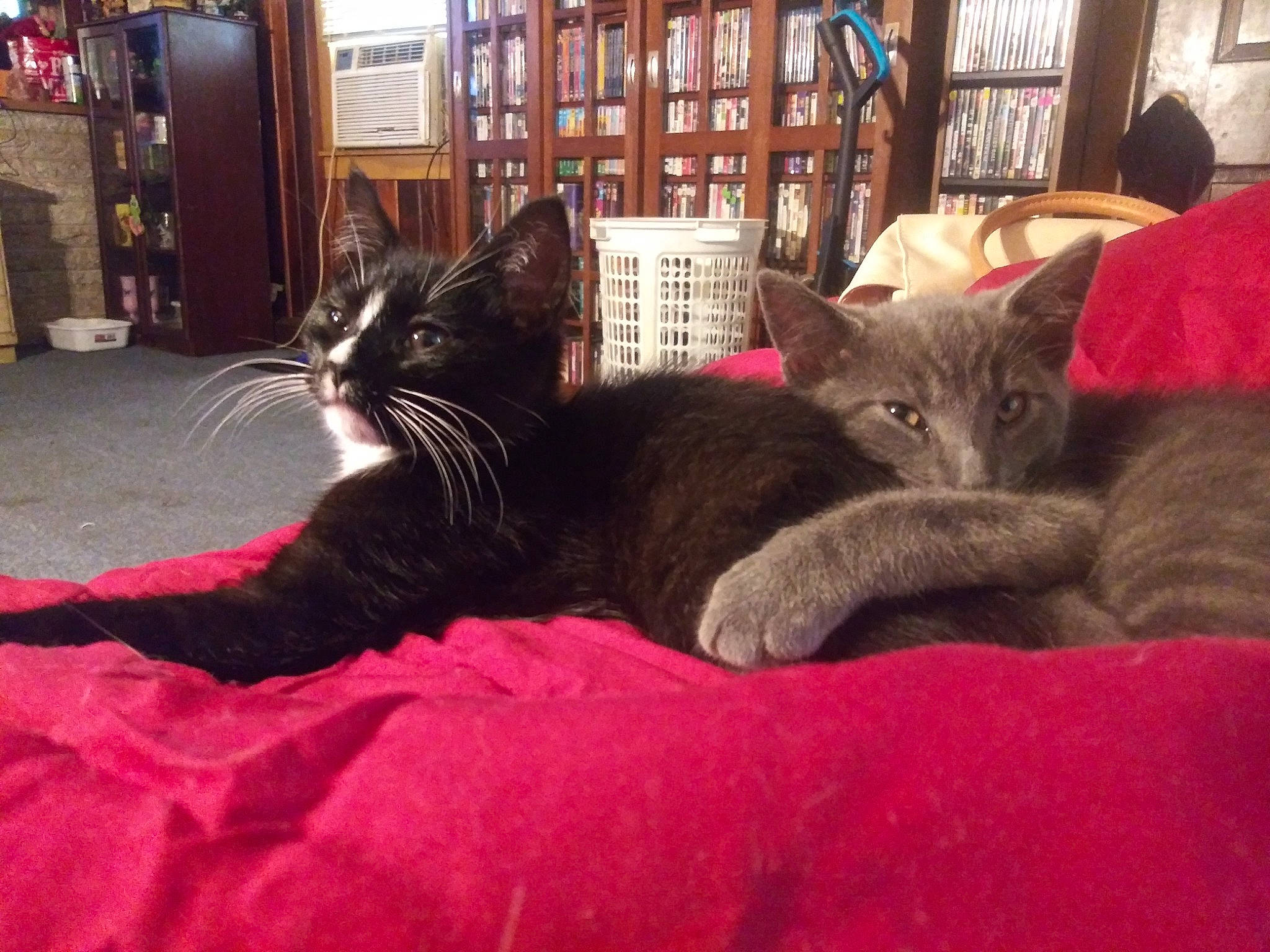 Benjamin joined the competition — help win amazing prizes! black_cat, bombay, bookcase, carnivore, cat, comfort, domestic_short_haired_cat, felidae, fur, grey, plant, room, shelf, sitting, small_to_medium_sized_cats, tail, textile, vertebrate, whiskers, window