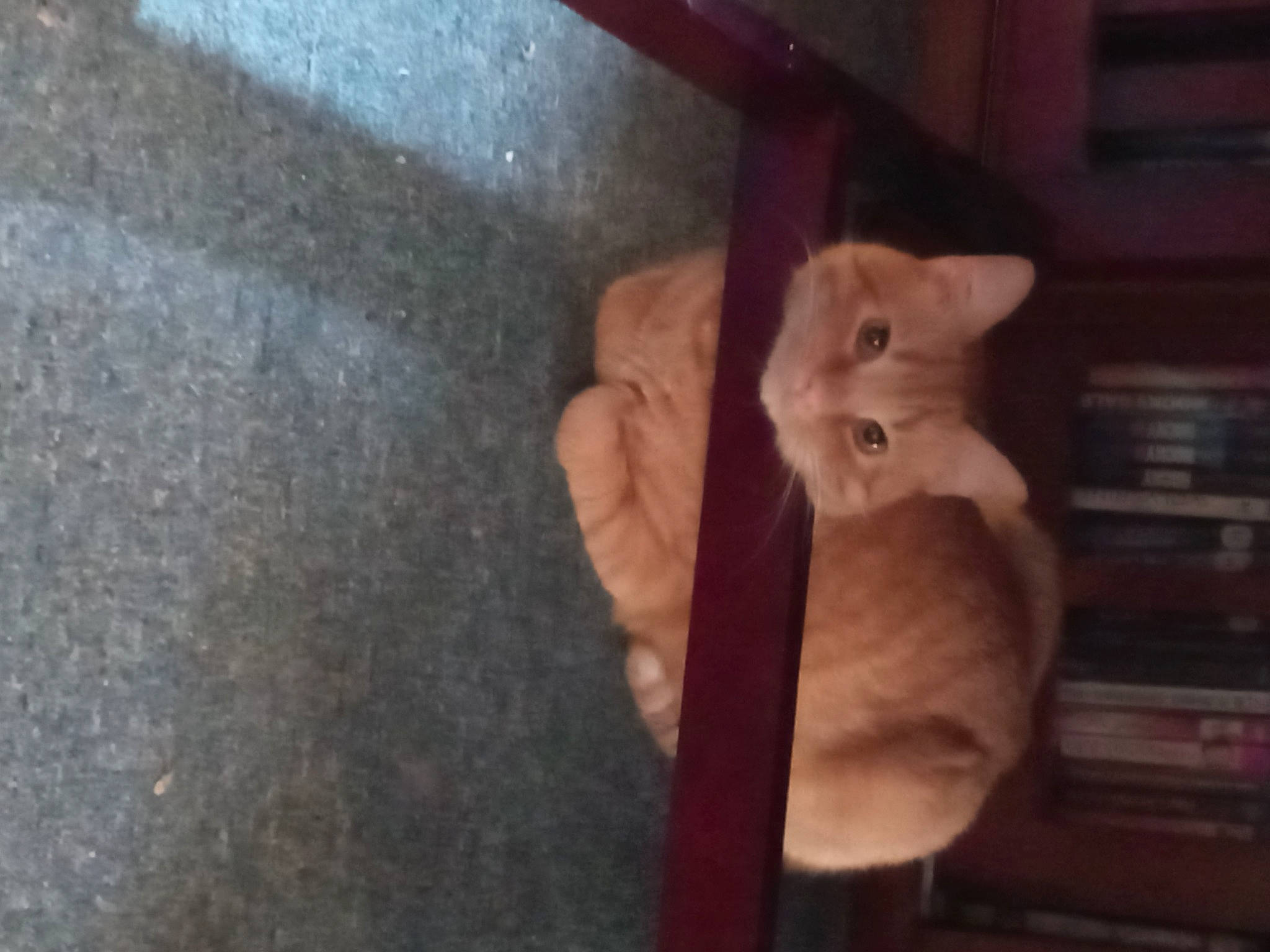 Juju is registered to the contest to win money with this photo: bookcase, canidae, carnivore, cat, companion_dog, devon_rex, dog_breed, domestic_short_haired_cat, fawn, felidae, fur, hardwood, paw, shelf, small_to_medium_sized_cats, stuffed_toy, tail, toy, whiskers, wood