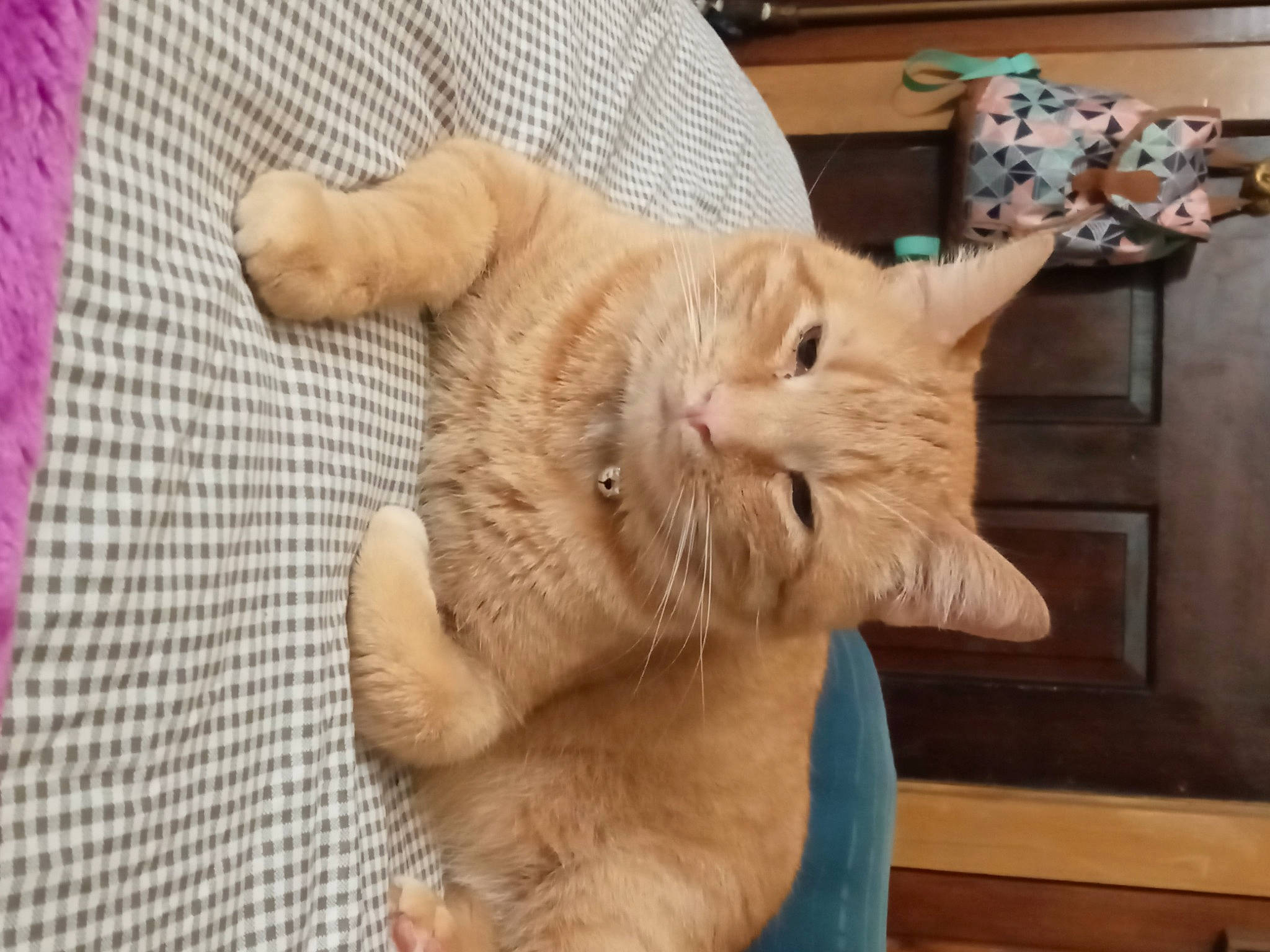 Juju is registered to the contest to win money with this photo: carnivore, cat, claw, comfort, domestic_short_haired_cat, fawn, felidae, flooring, foot, fur, gesture, paw, small_to_medium_sized_cats, snout, tail, whiskers, wood, woven_fabric