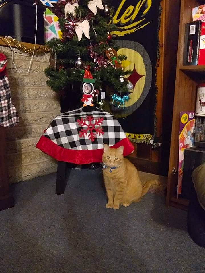 Juju joined the competition — help win amazing prizes! cat, christmas_decoration, christmas_ornament, christmas_stocking, event, fawn, felidae, fur, holiday, holiday_ornament, mammal, ornament, pattern, picture_frame, plaid, shelf, shelving, tartan, vertebrate, wood