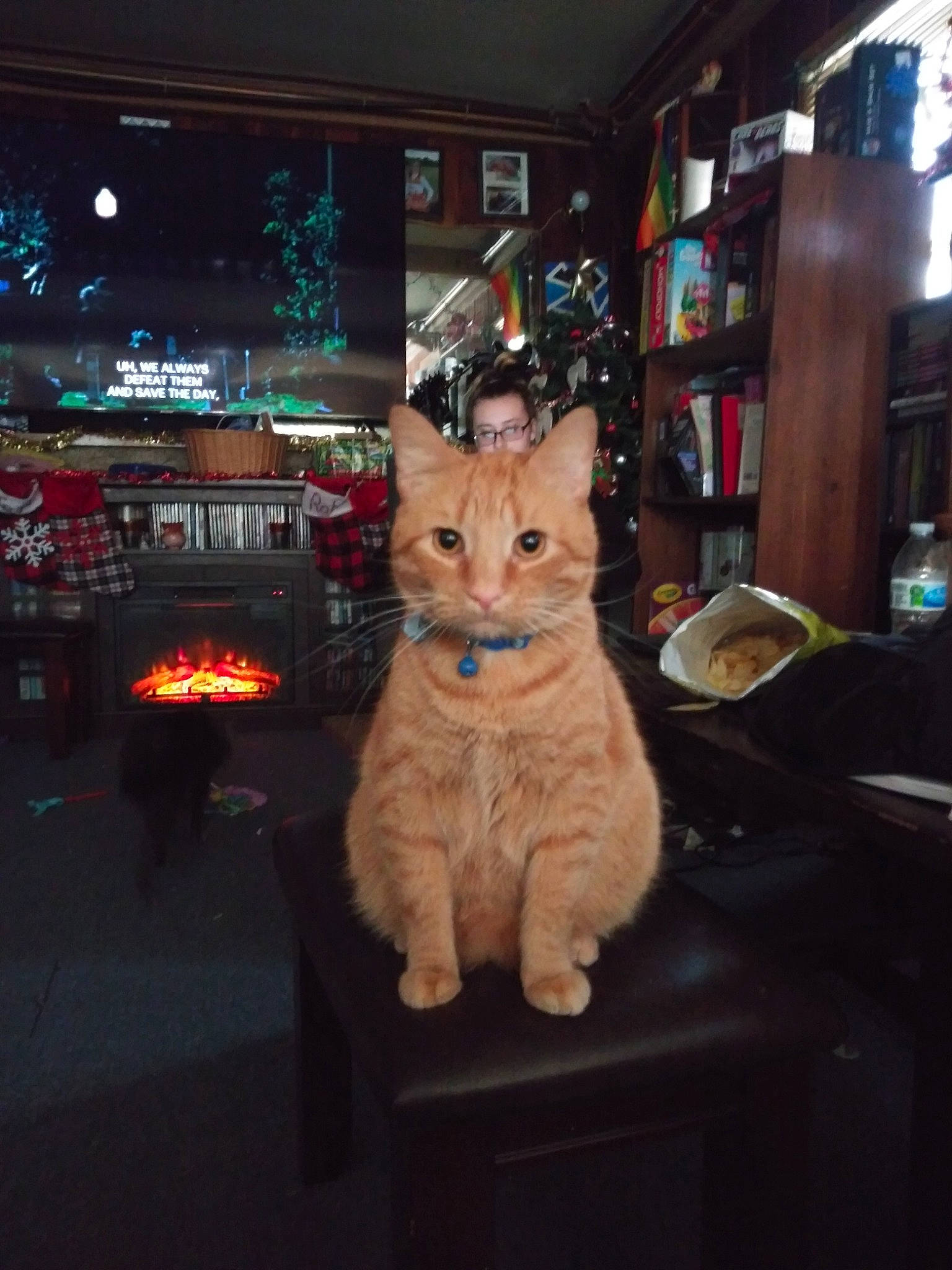 Juju joined the competition — help win amazing prizes! carnivore, cat, christmas, christmas_ornament, domestic_short_haired_cat, event, fawn, felidae, fur, holiday, midnight, paw, shelf, sitting, small_to_medium_sized_cats, snout, tail, tree, whiskers, wood