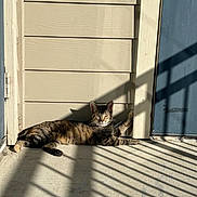 Kajhi is registered to the contest to win money with this photo: cat, tabby, pet, animal, feline, lying_down, relaxed, sunlight, sunbeam, porch, door, window, shadows, striped_shadows, outdoor, home, wood_paneling, portrait, whiskers, green_eyes