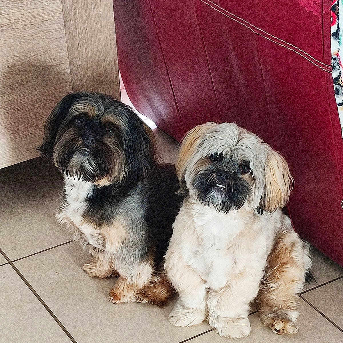 Kilou Et Marley participe au concours pour gagner de l'argent avec cette photo : animal, brown_dog, companions, couch, curious, cute, dog, domestic, floor, fluffy, furniture, home, indoor, looking_up, pets, sitting, small_dog, tile_floor, two_dogs, white_dog
