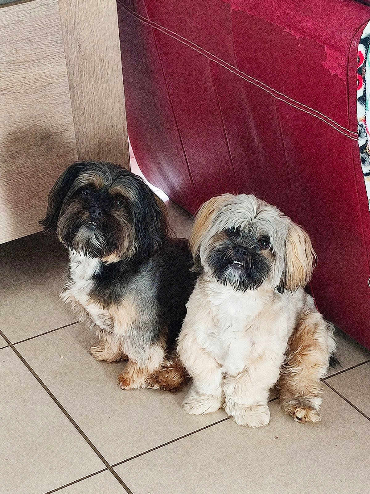 Kilou Et Marley participe au concours pour gagner de l'argent avec cette photo : dog, small_dog, pets, indoor, floor, tile_floor, furniture, couch, brown_dog, white_dog, curious, cute, fluffy, companions, sitting, looking_up, domestic, animal, two_dogs, home