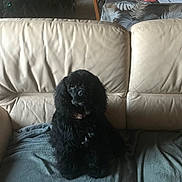 Vaïana a rejoint le concours — aidez-le/la à gagner de superbes lots ! black_dog, blanket, chair, christmas_tree, collar, couch, cozy, curly_fur, decorations, dim_lighting, dog, domestic_animal, furniture, home, indoor, leather_couch, living_room, pet, seated, table