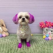 Luci joined the competition — help win amazing prizes! animal, bandana, bunny_toy, colorful, cute, decorations, dog, easter_eggs, floral, flower_basket, green_blanket, indoor, pastel_colors, pet, plush_toy, purple_ears, purple_paws, soft_toy, spring, tulips