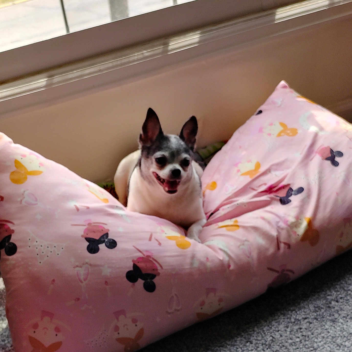 Sage is registered to the contest to win money with this photo: animal, bed, bedroom, blanket, bulldog, canine, cat, couch, crib, cushion, dog, dogbed, frenchbulldog, furniture, homedecor, infantbed, pet, pitbull, puppy, terrier